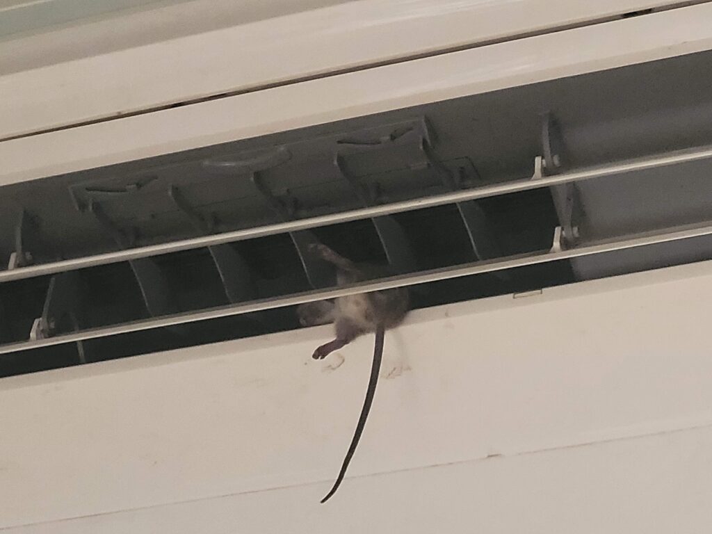 Objectionable rodent in a questionable location